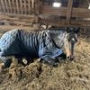 midnight_.horses