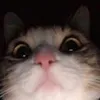 sugoidesuneeeeeeee