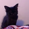 lilcvrls