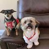 Dixie and Ollie