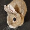 thesmallestbunny