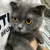gaudangyeu120725