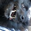 mutttok