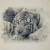 snowblacktiger