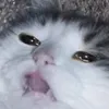 crunchyacorn