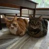 allie_and_tedbias