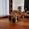 whappintd