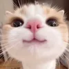 dieulanh2612