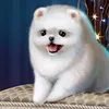 pingvinenok12344