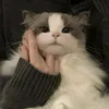 🐈‍⬛🎀🤍
