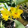 thanhsuong83