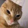 gatinhosincerotkk