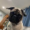 zzzubie