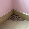 Bộ tứ bụng bél🦎