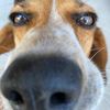 dogbreath91
