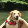 doggiedad