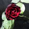 deletttttted_123456