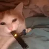 ......bittersweet