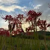 vothihoai98