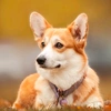 stacy_corgi