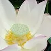phamtuyen724