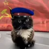 mestni_y