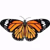 butterfly_monarch12