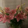 dantesii7