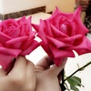 🌹عاشقة الورد🌹