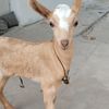 saeedahmedqureshi2