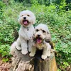 otis_cavapoo0