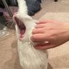snipsnip3