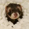 ferretscrazy