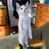 abbypickles10