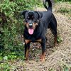 cody_the_rottie