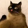 6.my