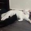 meowsaygau