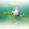 muddsar286