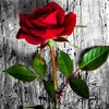 raedalzuhairi2