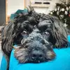 dexter_the_schnoodle123