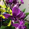 duahau_1122