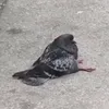 random.videos_114