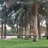 wafa_q_r