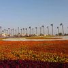 ajmal_jed_3003