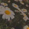 kawaikunaritai.wow
