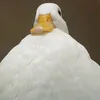 liuypoiyy
