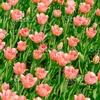 heopink2371