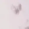 monkey3904