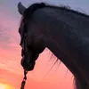 no_oil10