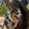 crazyaussiedog